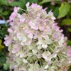 Hydrangea paniculata 'Bobo' ® - Hortenzie latnatá