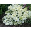 Hydrangea paniculata 'Bobo' ® - Hortenzie latnatá