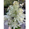 Hydrangea paniculata 'DENTELLE DE GORRON ®' Rencri - hortenzie latnatá