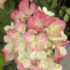 Hydrangea paniculata 'DIAMANT ROUGE' Rendia - hortenzie latnatá