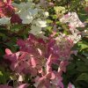 Hydrangea paniculata 'DIAMANT ROUGE' Rendia - hortenzie latnatá