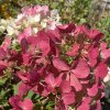 Hydrangea paniculata 'DIAMANT ROUGE' Rendia - hortenzie latnatá