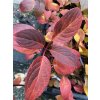 Hydrangea paniculata 'Early Sensation' - hortenzie latnatá
