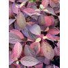 Hydrangea paniculata 'Early Sensation' - hortenzie latnatá