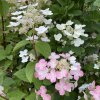 Hydrangea paniculata 'Early Sensation' - hortenzie latnatá
