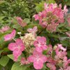 Hydrangea paniculata 'Early Sensation' - hortenzie latnatá