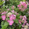 Hydrangea paniculata 'Early Sensation' - hortenzie latnatá