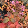 Hydrangea paniculata 'Early Sensation' - hortenzie latnatá