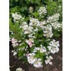 Hydrangea paniculata 'Early Sensation' - hortenzie latnatá