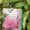 Hydrangea paniculata 'Fraise Melba' - hortenzie latnatá