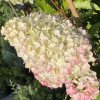 Hydrangea paniculata 'Fraise Melba' - hortenzie latnatá