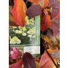 Hydrangea paniculata 'Fraise Melba' kmínek - hortenzie latnatá