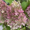 Hydrangea paniculata 'Hercules' - hortenzie latnatá