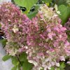 Hydrangea paniculata 'Hercules' - hortenzie latnatá