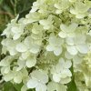 Hydrangea paniculata 'Hercules' - hortenzie latnatá