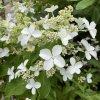 Hydrangea paniculata 'LEVANA' Cov - hortenzie latnatá