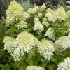 Hydrangea paniculata 'Limelight'® - hortenzie latnatá