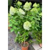 Hydrangea paniculata 'Limelight'® kmínek - hortenzie latnatá