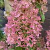 Hydrangea paniculata 'Little Fraise' - Hortenzie latnatá