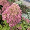 Hydrangea paniculata 'Little Fresco®' - Hortenzie latnatá