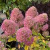 Hydrangea paniculata 'Little Fresco®' - Hortenzie latnatá