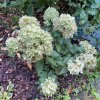 Hydrangea paniculata 'Little Fresco®' - Hortenzie latnatá