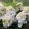 Hydrangea paniculata 'Living Little Rosy' - hortenzie latnatá
