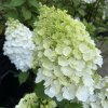 Hydrangea paniculata 'Magical Mont Blanc' - hortenzie latnatá