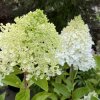 Hydrangea paniculata 'MAGICAL MOONLIGHT' - hortenzie latnatá