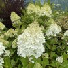 Hydrangea paniculata 'MAGICAL MOONLIGHT' - hortenzie latnatá