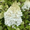 Hydrangea paniculata 'MAGICAL MOONLIGHT' - hortenzie latnatá