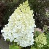 Hydrangea paniculata 'MAGICAL MOONLIGHT' - hortenzie latnatá