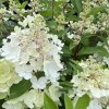 Hydrangea paniculata 'Mega Mindy' ® - hortenzie latnatá