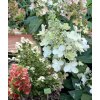 Hydrangea paniculata 'Mega Mindy' ® - hortenzie latnatá