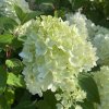 Hydrangea paniculata 'Mojito' - hortenzie latnatá