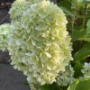 Hydrangea paniculata 'Mojito' - hortenzie latnatá