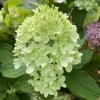 Hydrangea paniculata 'Mojito' - hortenzie latnatá