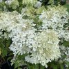 Hydrangea paniculata 'Phantom' - hortenzie latnatá