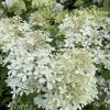 Hydrangea paniculata 'Phantom' - hortenzie latnatá
