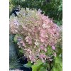 Hydrangea paniculata 'Phantom' - hortenzie latnatá