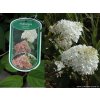 Hydrangea paniculata 'Phantom' - hortenzie latnatá