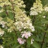 Hydrangea paniculata 'Pinky Winky' ® - hortenzie latnatá