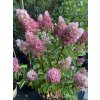 Hydrangea paniculata 'Pinky Winky' ® - hortenzie latnatá