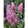 Hydrangea paniculata 'Pinky Winky' ® - hortenzie latnatá
