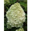 Hydrangea paniculata 'Polar Bear' ® kmínek - hortenzie latnatá