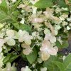 Hydrangea paniculata 'Polestar' - hortenzie latnatá