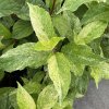Hydrangea paniculata 'Summer Snow' - hortenzie latnatá