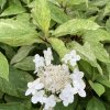 Hydrangea paniculata 'Summer Snow' - hortenzie latnatá