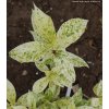 Hydrangea paniculata 'Summer Snow' - hortenzie latnatá