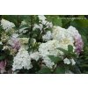 Hydrangea paniculata 'SUNDAE FRAISE' Rensun - hortenzie latnatá
